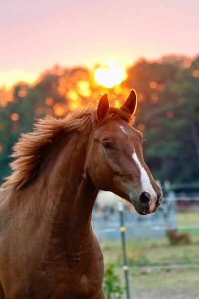 brown horse standing on top of lush green field