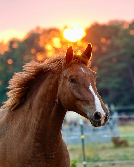 Moving with Intention in the Year of the Horse