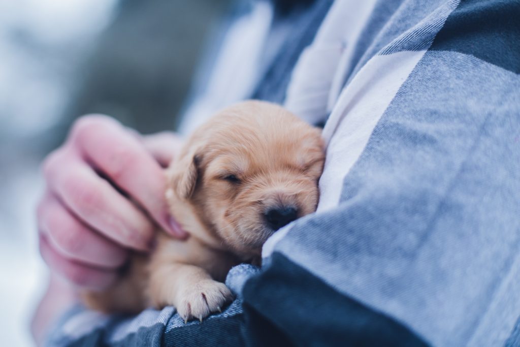 puppy sleeping in the arms